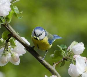 Eurasian Blue Tit with larvae from apple blossom (cyanistes caeruleus or parus caeruleus).
